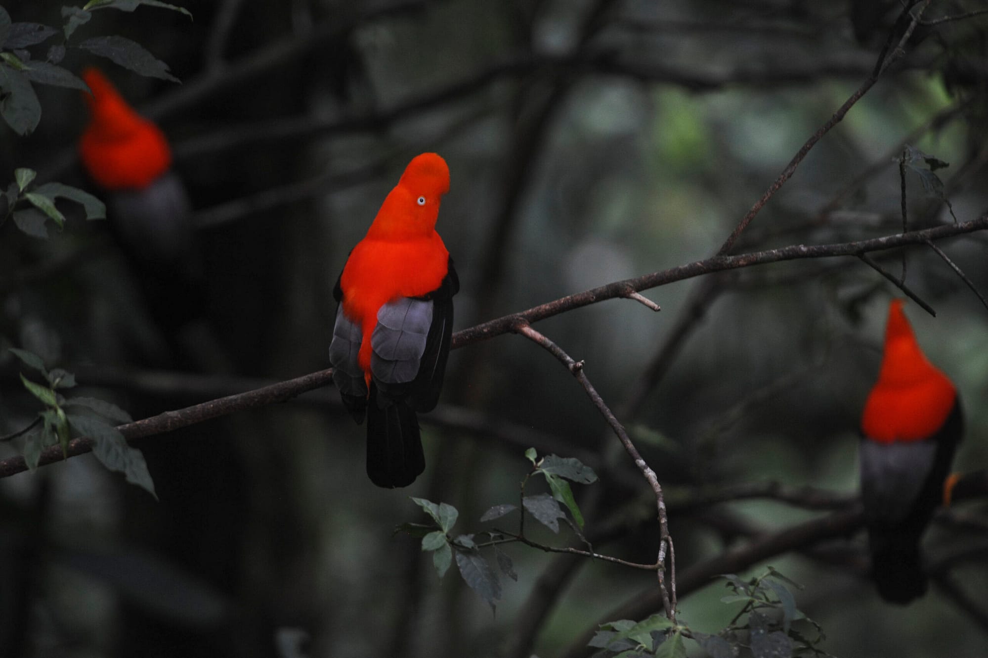 Observación de aves en Perú