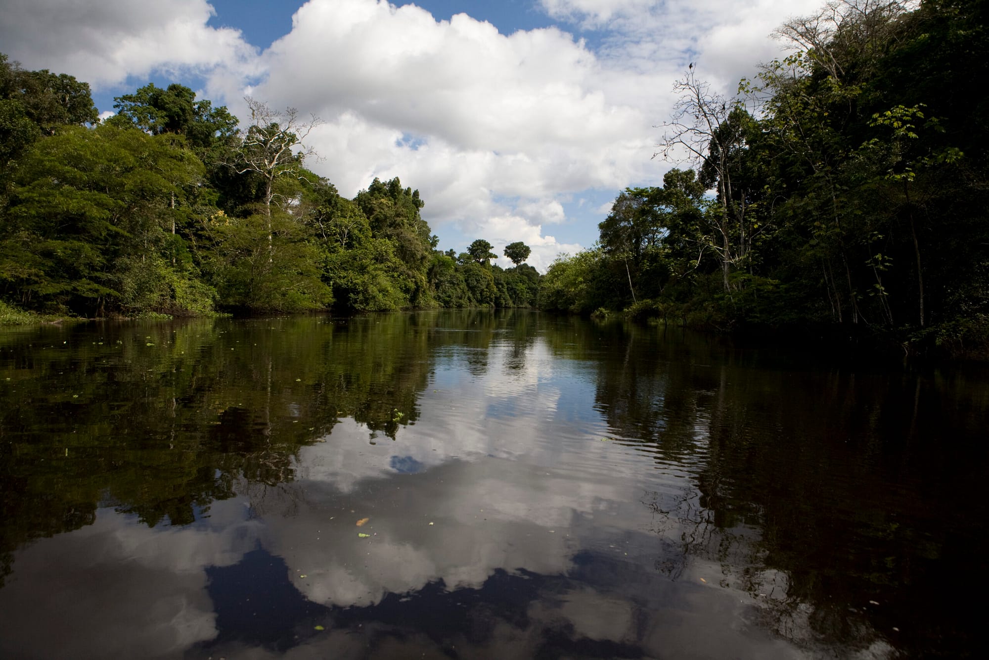 Selva Amazónica - Pacaya Samiria