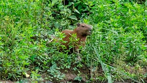 Tapir en Parque Nacional del Manu
